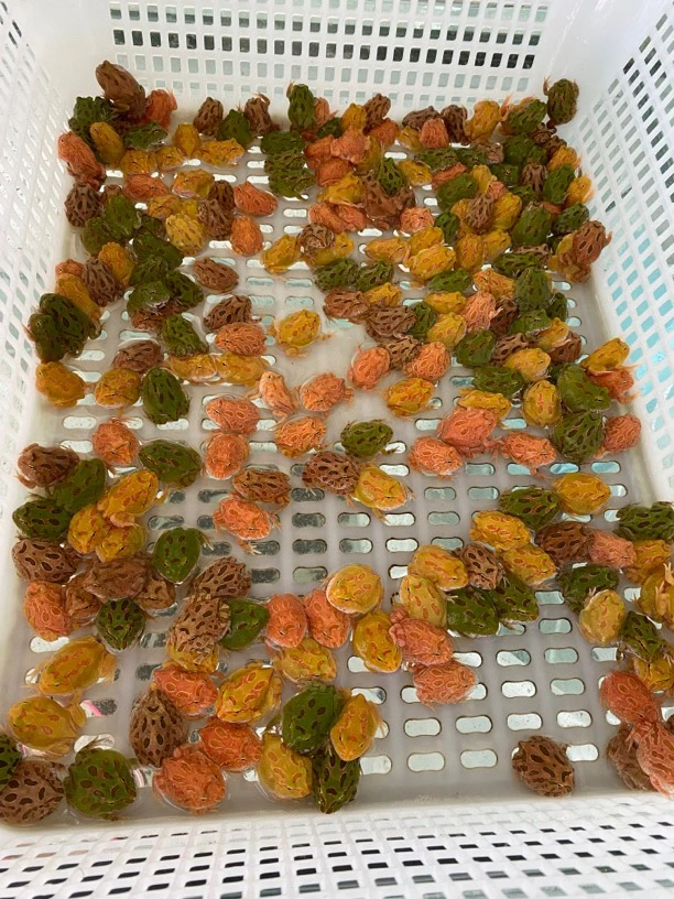 两只 南美角蛙苗 活体宠物直播可选