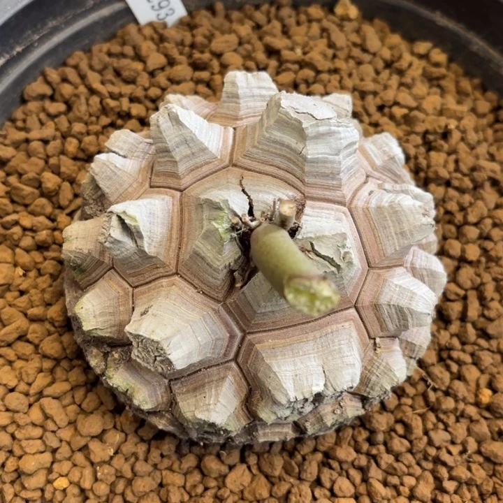 1293号龟甲龙带盆包邮不退不换