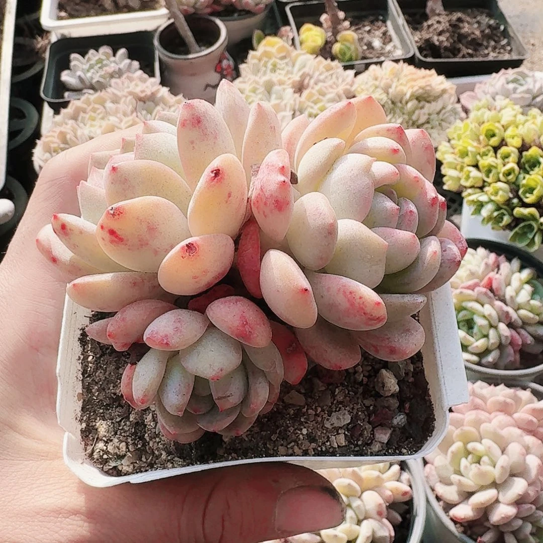 满20包邮零下拍保温箱