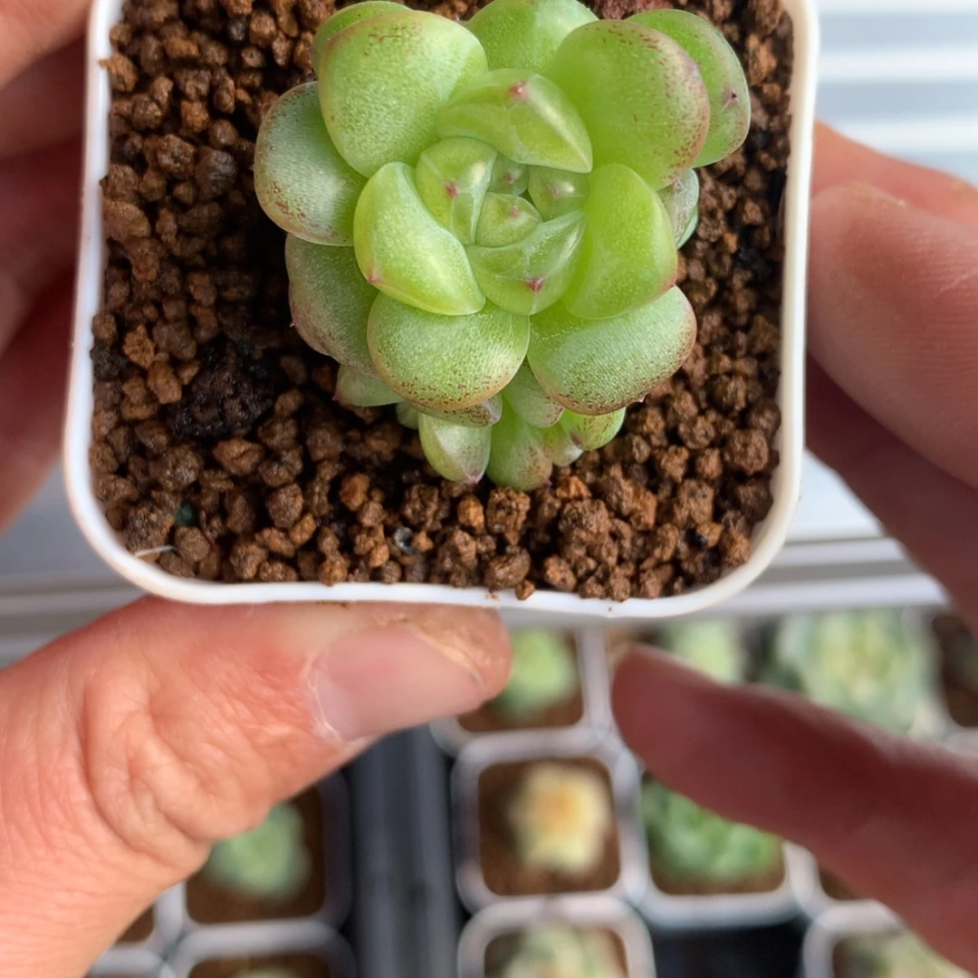 绿体群花朵脸。      38号
