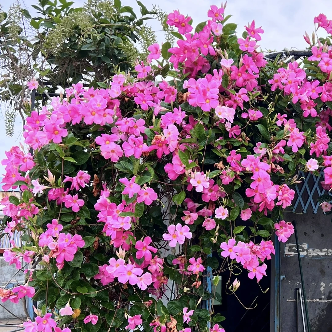 粉色飘香藤5加仑盆庭院阳台易爆花花期长多年生爬藤植物易养护