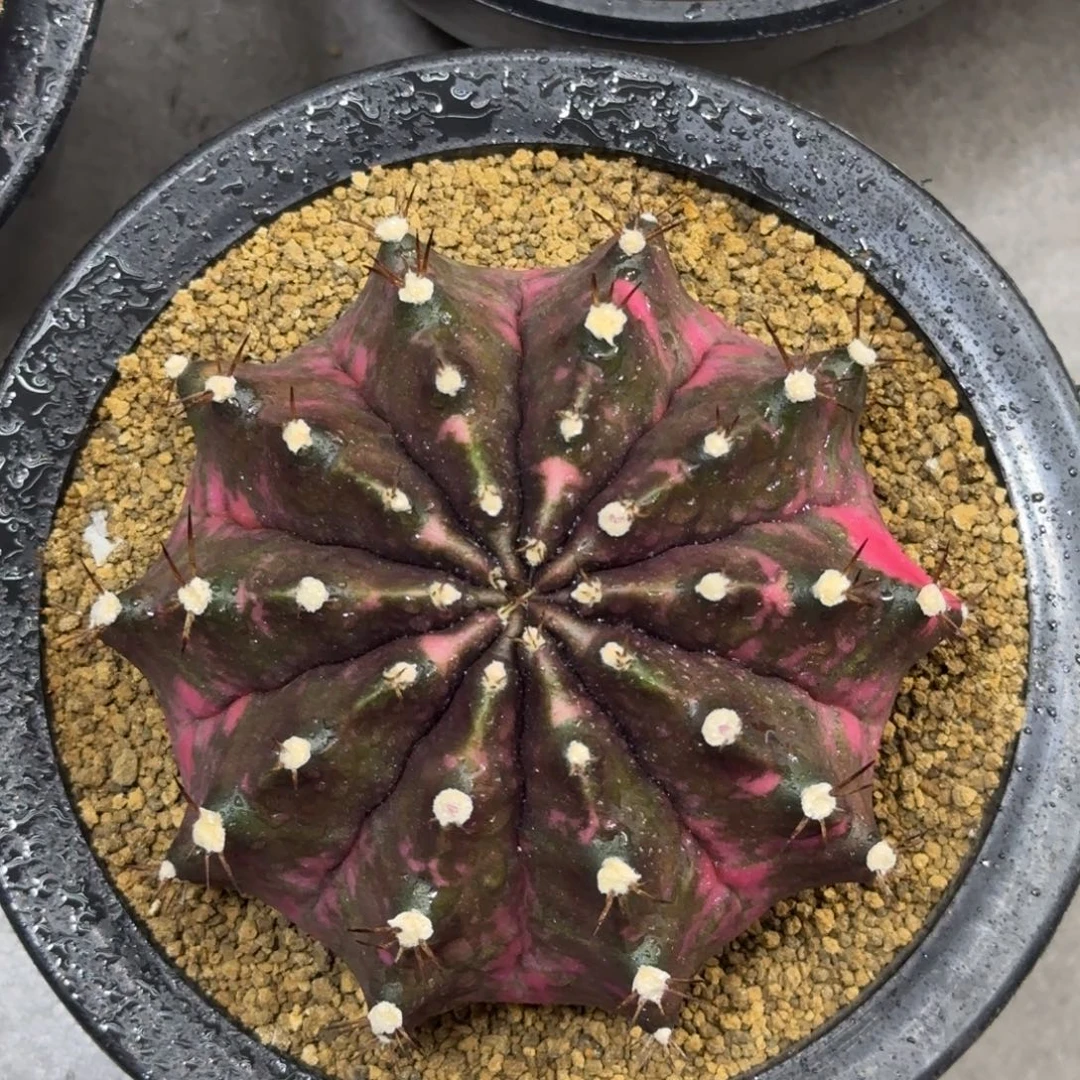 泰系实生紫色臀锦