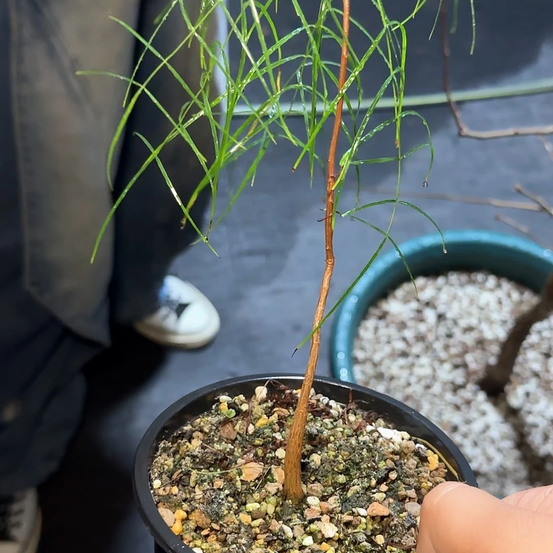 多肉植物 帕卡列榄 实生