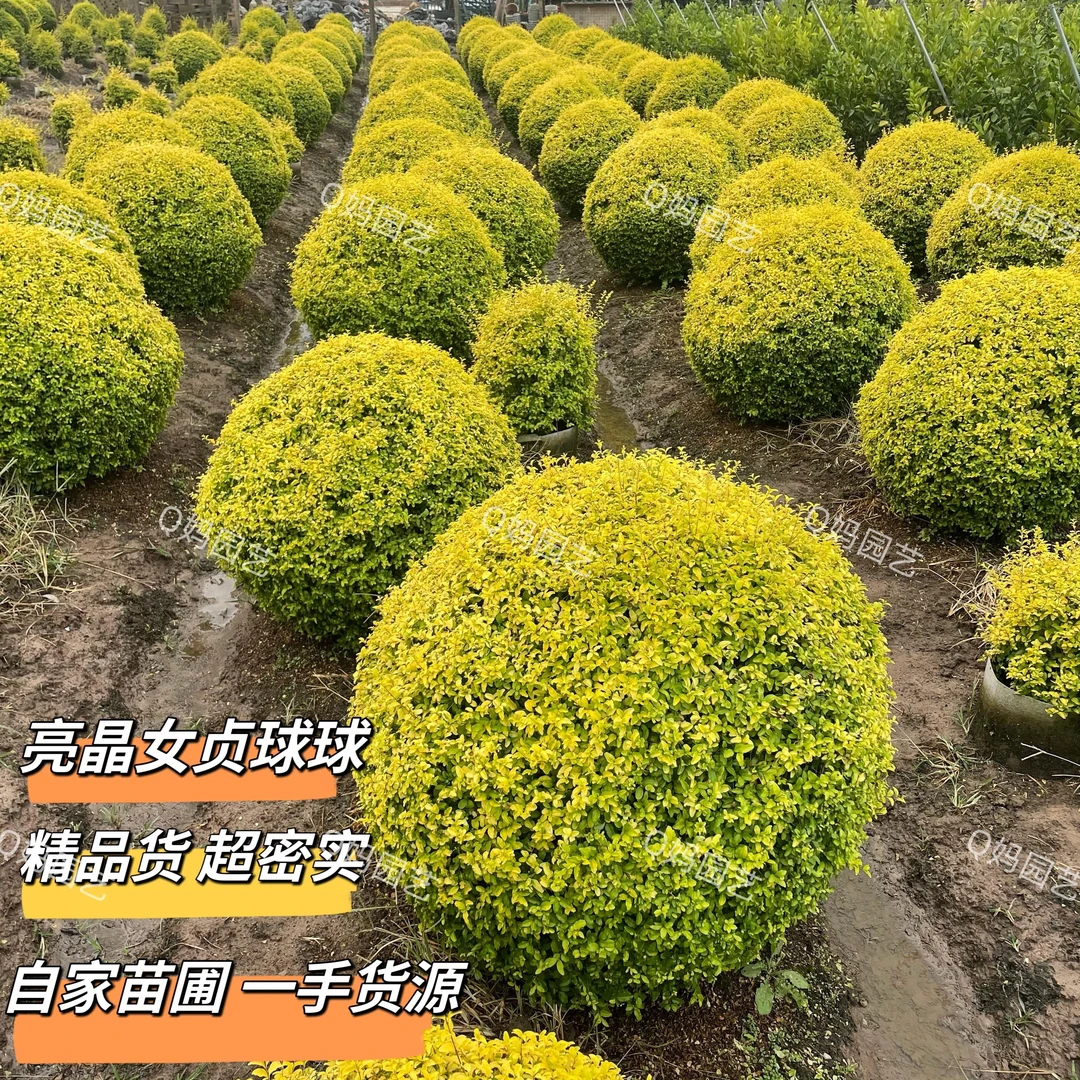 亮晶女贞球别墅庭院花园植物川滇小腊球花镜绿植绿化带造景四季绿