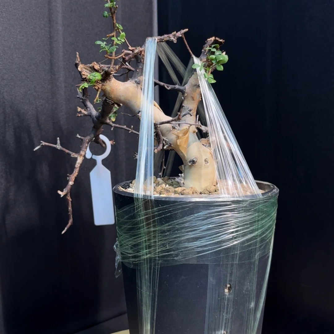 卡塔夫带盆土哈哈