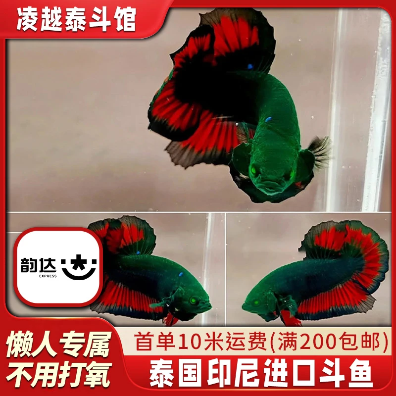 A3【凌跃水族】精品斗鱼