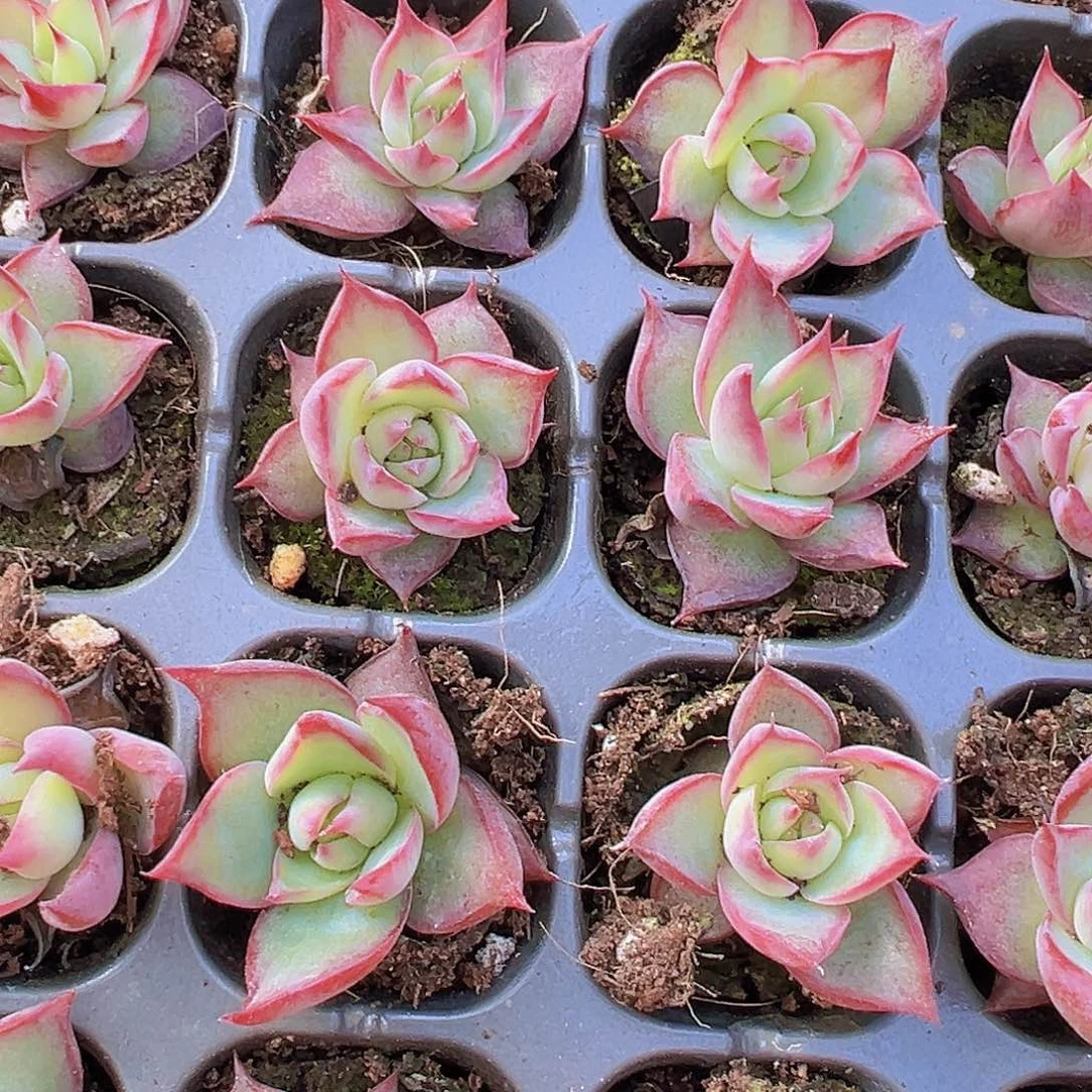 窄叶惊鸿仙子5颗苗19包邮