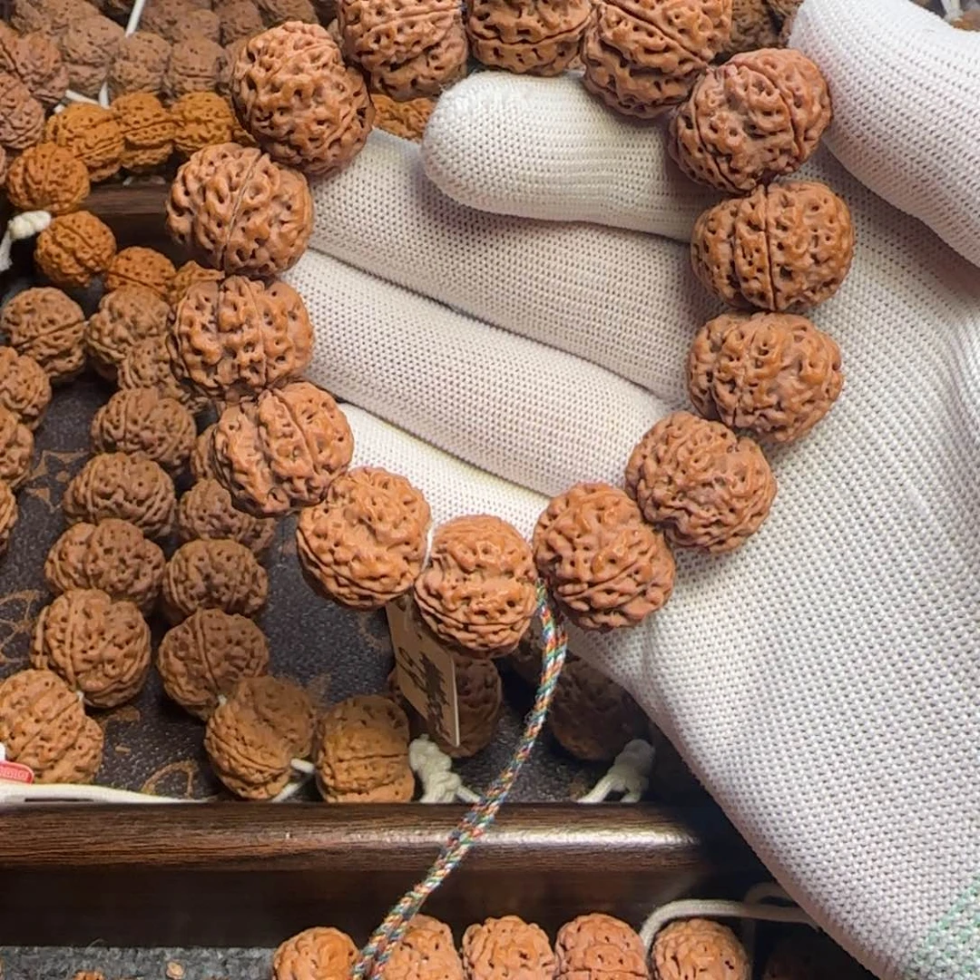 菩提金刚菩提21双龙满肉