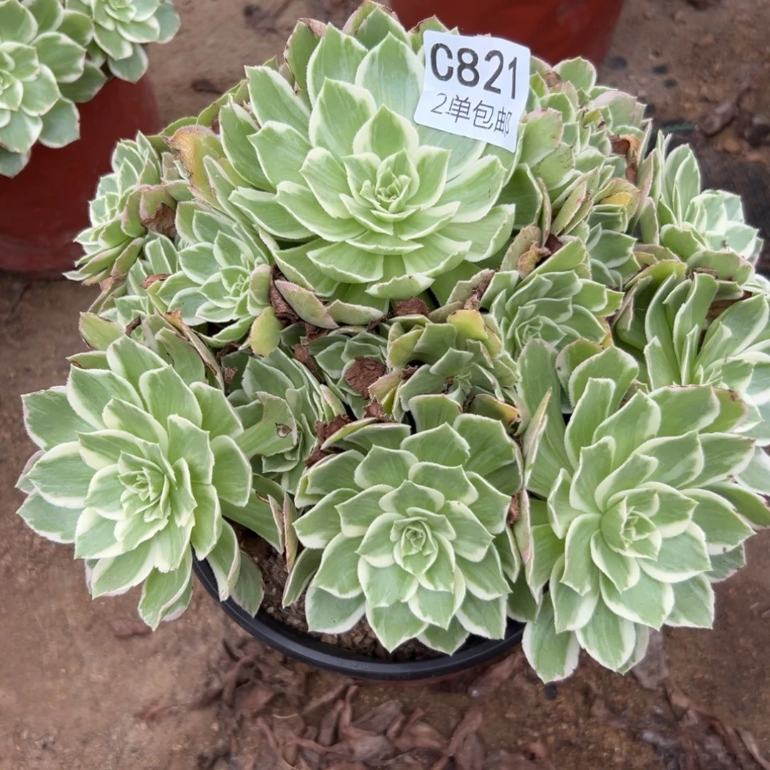 821多肉  水蜜桃 不包断头