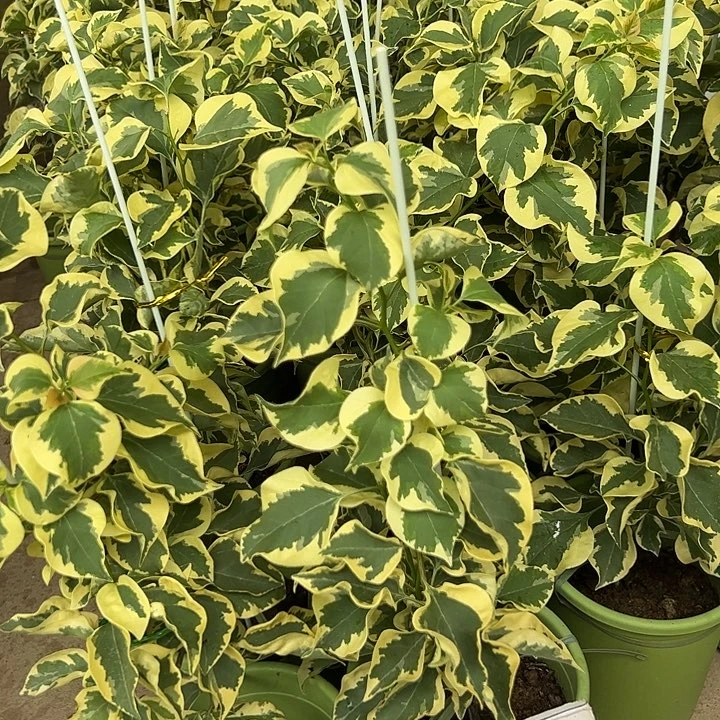 完全开放三角梅三角洲