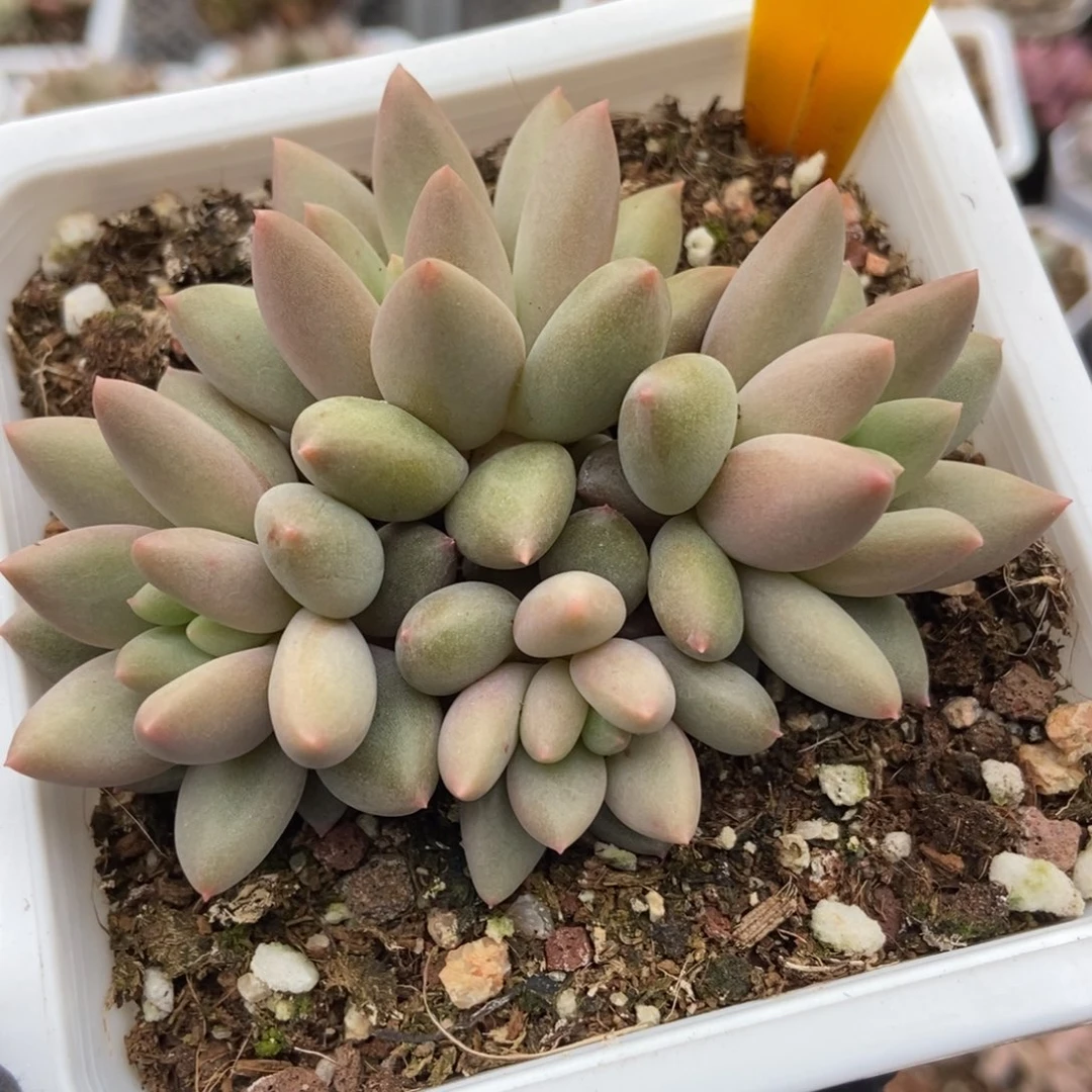 1615水晶球多肉植物