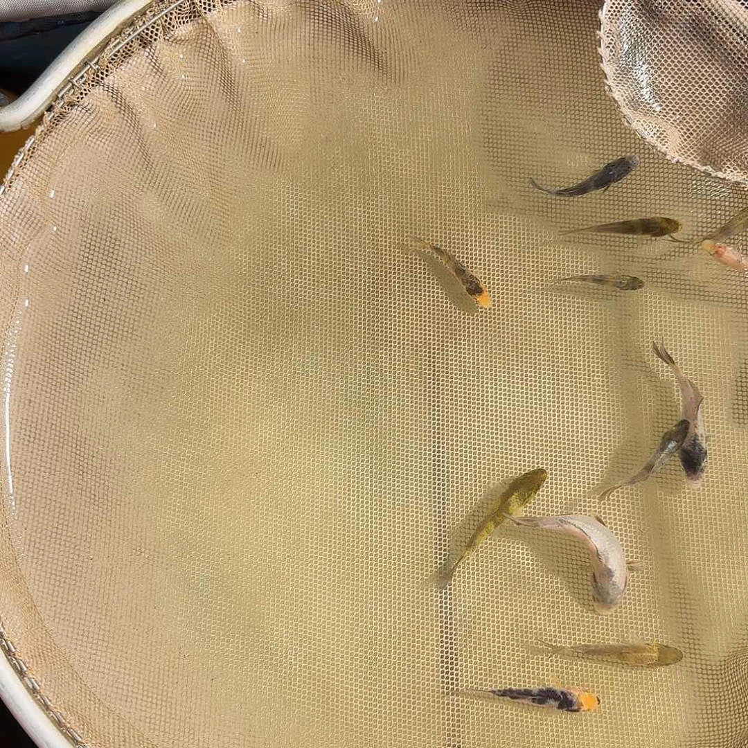 锦鲤?****S锦鲤的故事是