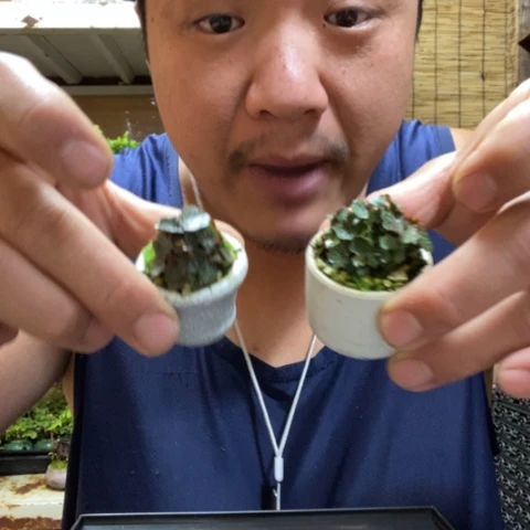 红陶一物一拍所见即所得59