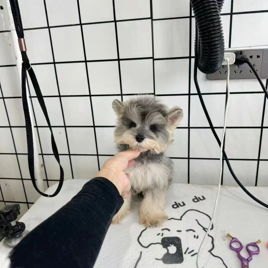 【小乐的雪纳瑞兜】比熊雪纳瑞宠物活体萌宠小狗活体小型犬