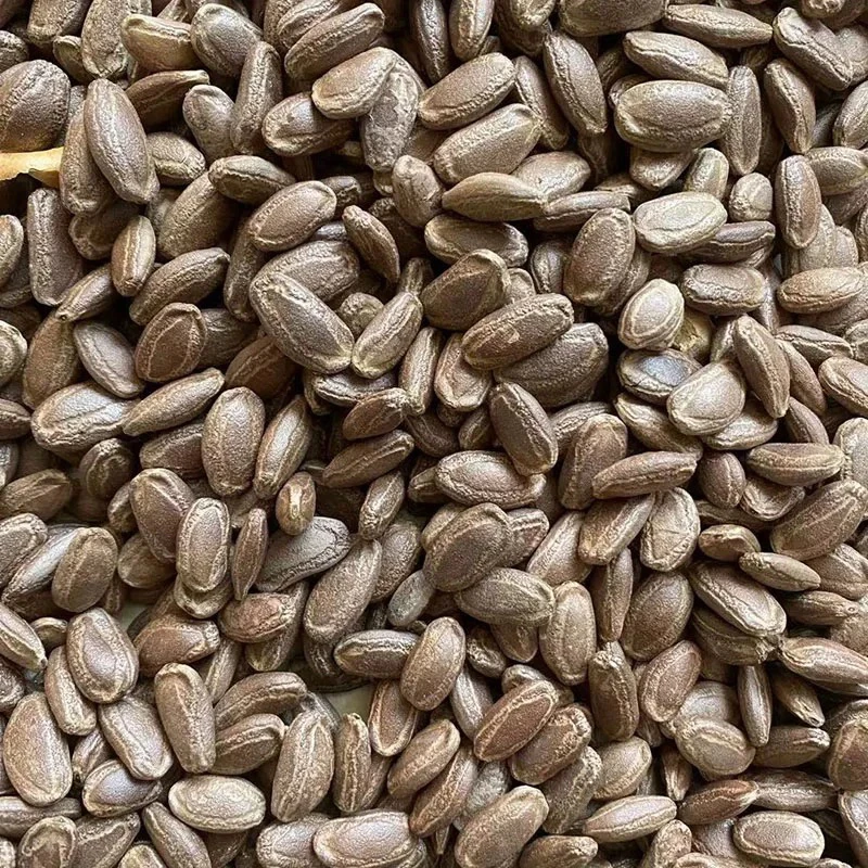 新【吊瓜子】新鲜大颗粒生吊瓜子休闲零食香脆好嗑