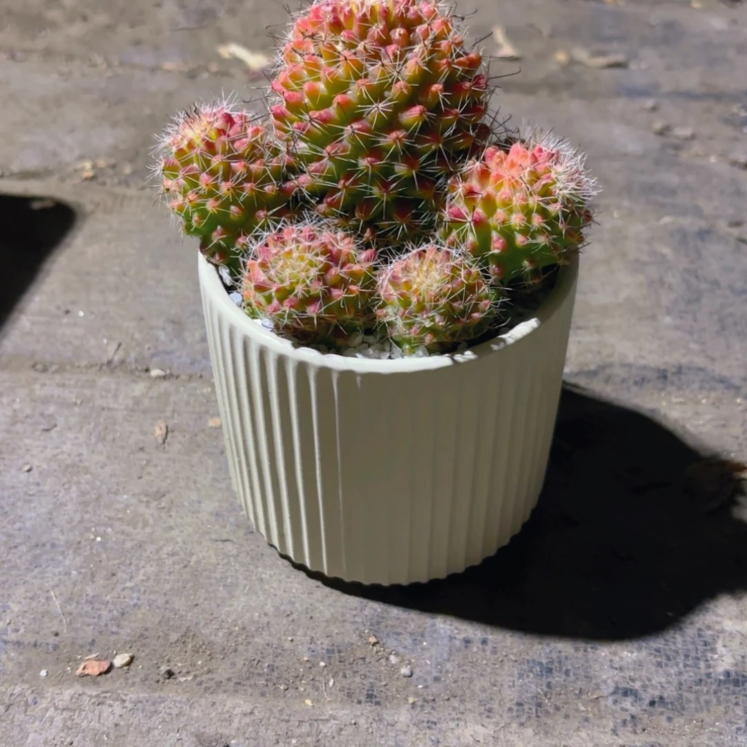 群生仙人球带盆新疆包邮