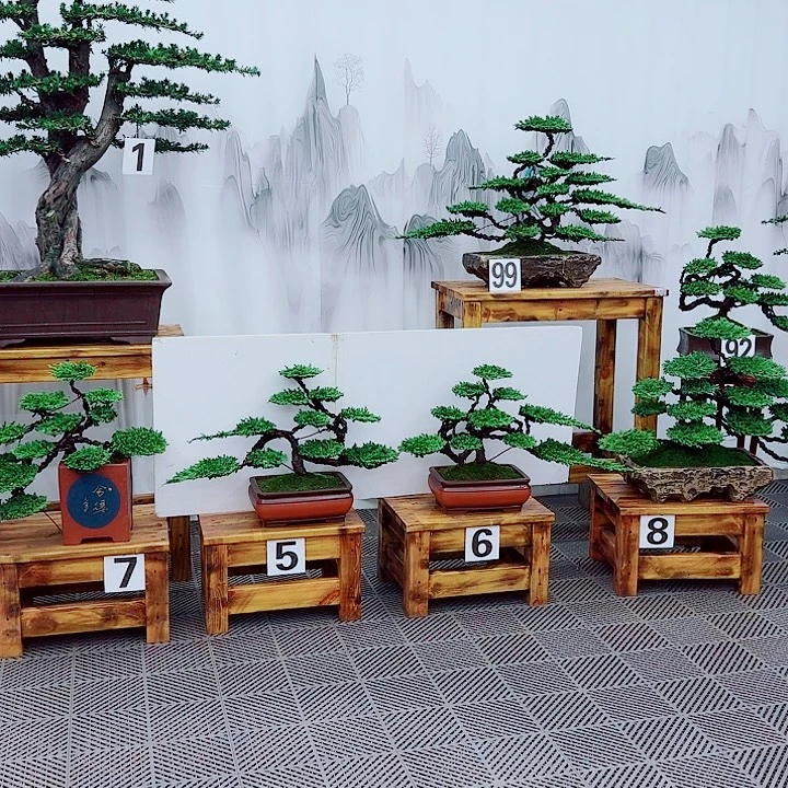 无花朵松柏盆景一物一拍