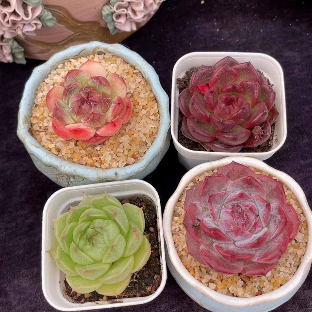 四颗小肉肉多肉植物一物一拍