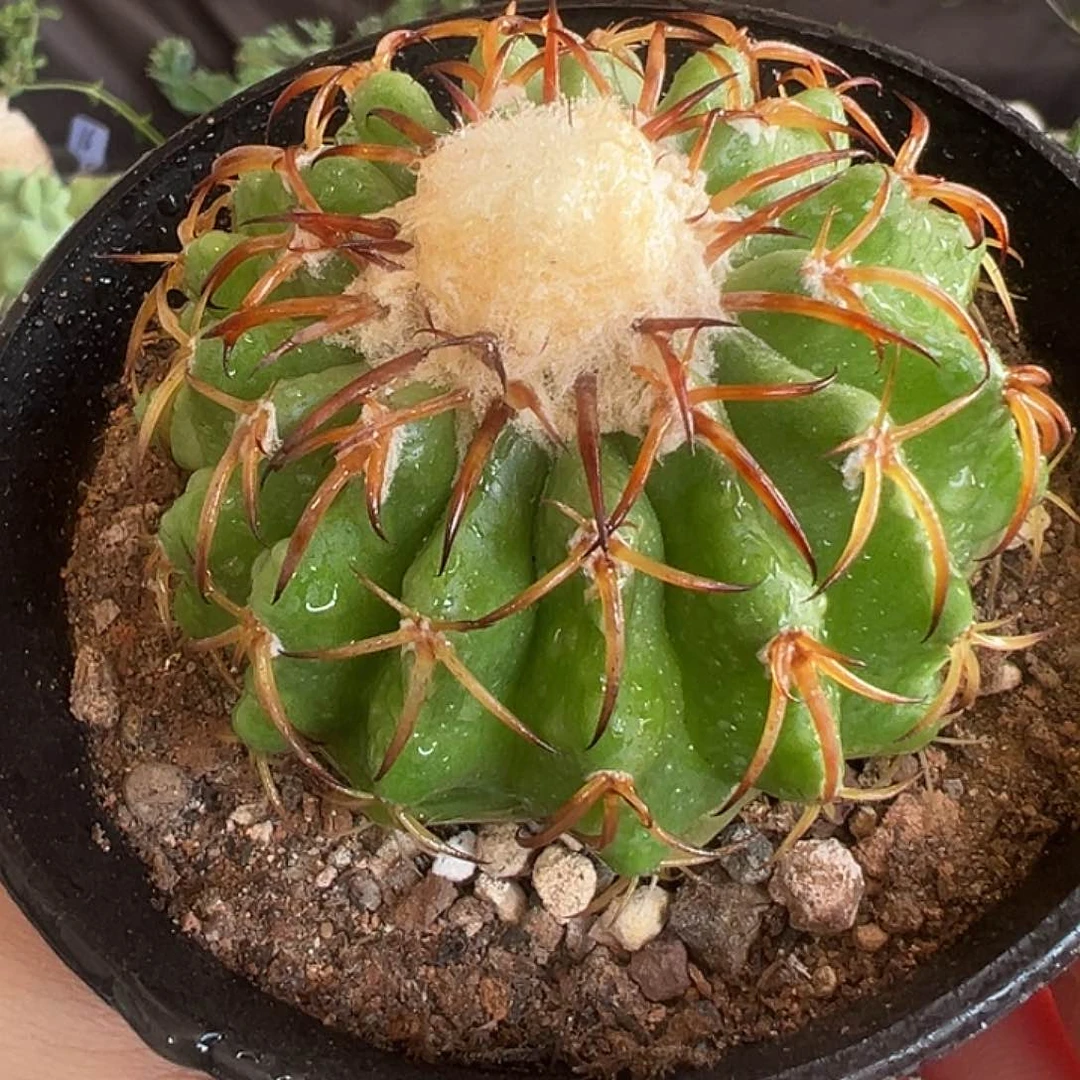 实生美染玉圆盘玉1111111