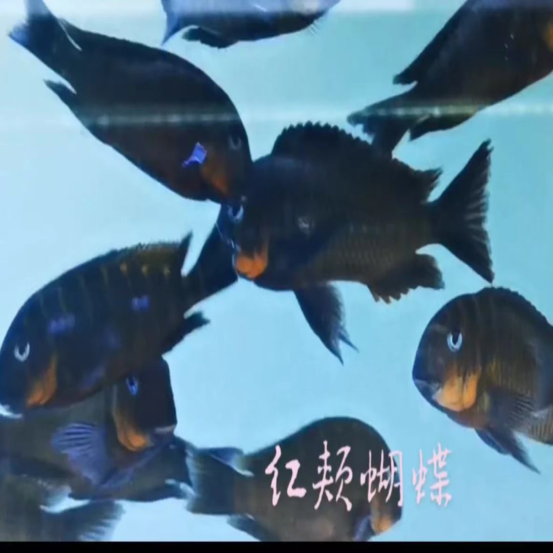 野生红颊蝶蝴蝶-热带鱼-三湖慈鲷