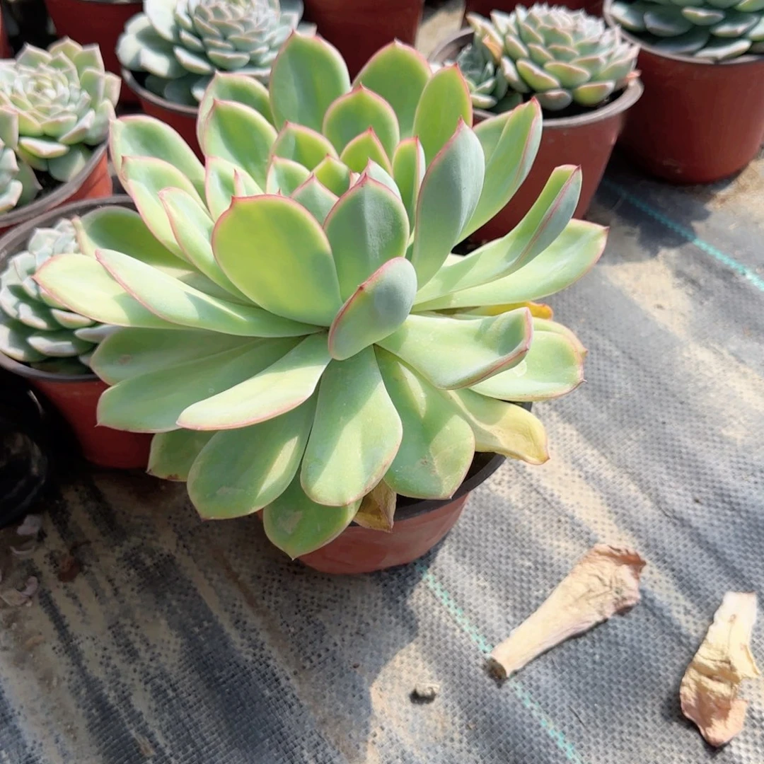 无花朵牡丹亭大单头