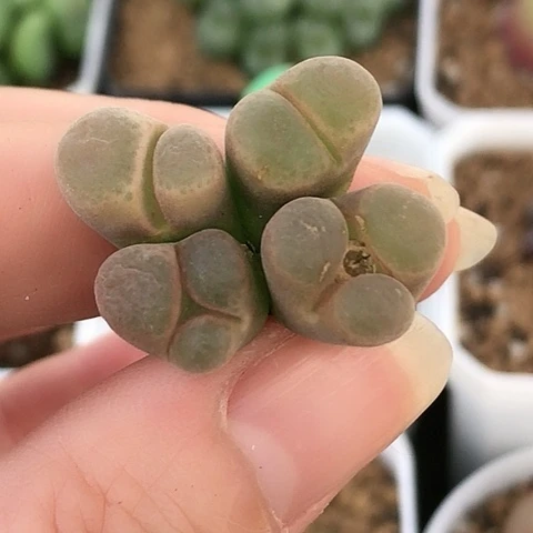 多肉肉锥 粉樱风铃奔