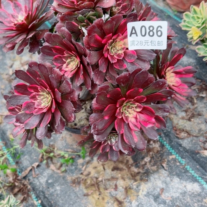 86烟花多肉植物有掉头一个