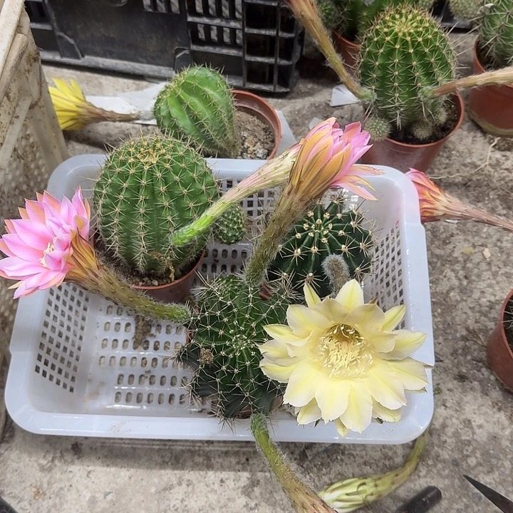 为***刘无花朵彩草哈哈就会斤斤计较