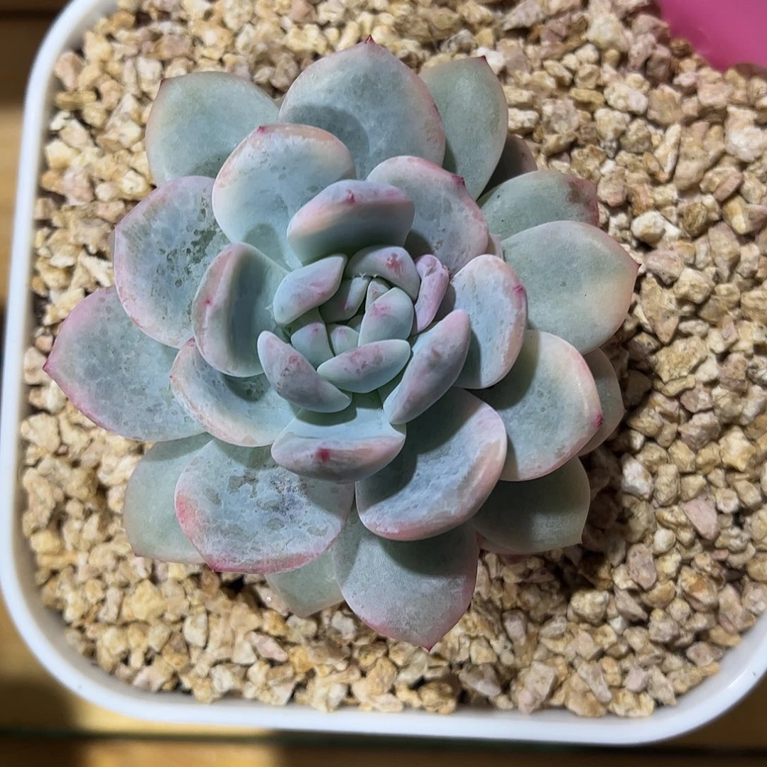 梦露锦 婕宝一物一拍