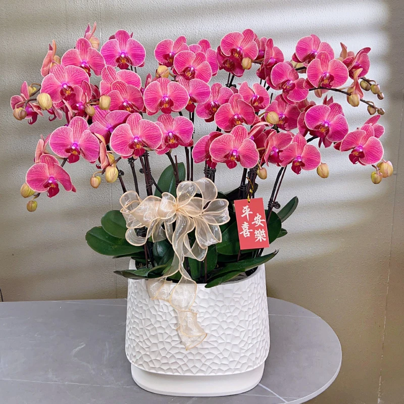 蝴蝶兰【桔子】高端花卉盆栽兰花客厅室内植物好养活美观送礼