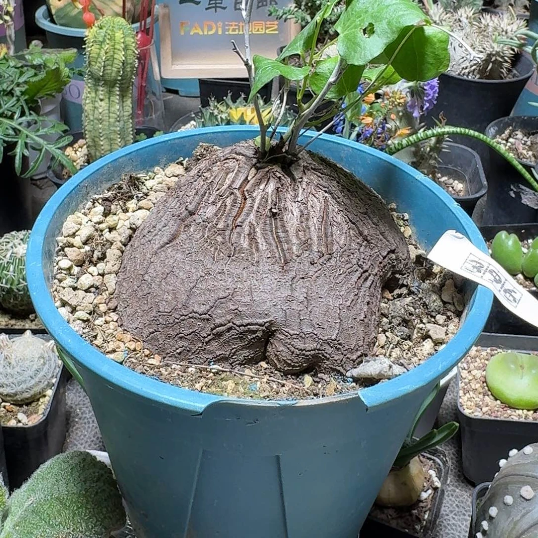 396象足龟甲龙带盆发货