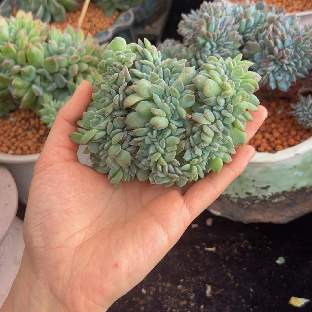 新年快乐粉心微瑕