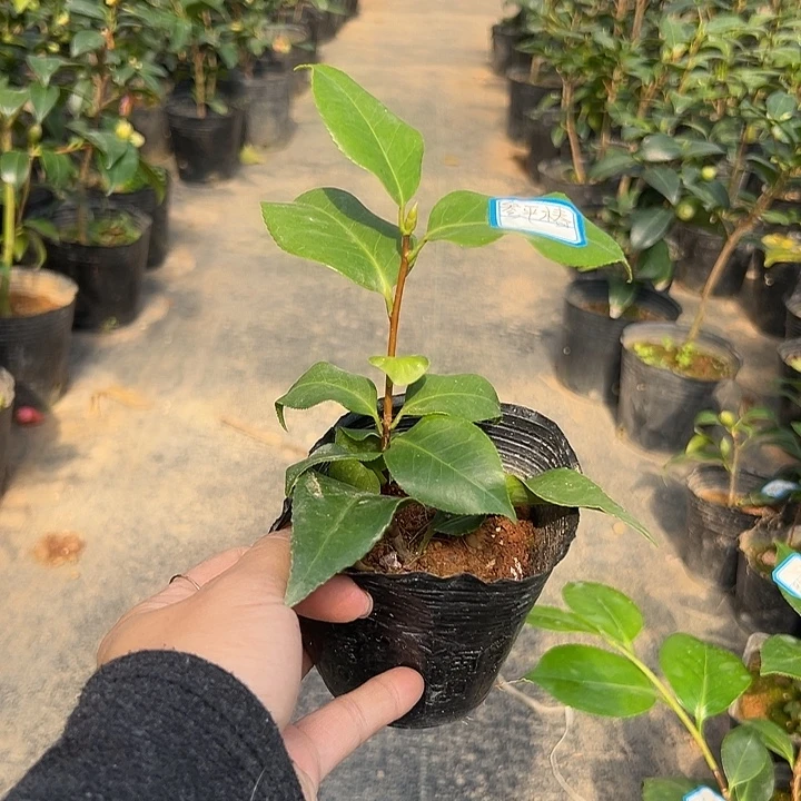 大部分花苞少量开放，参平椿