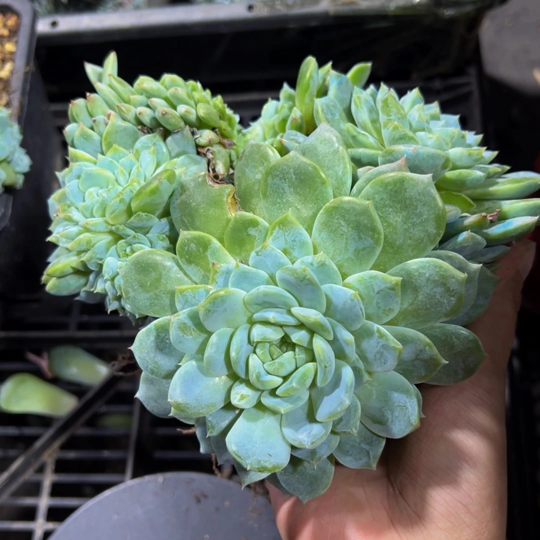 白体琥珀缀微瑕 天天开心