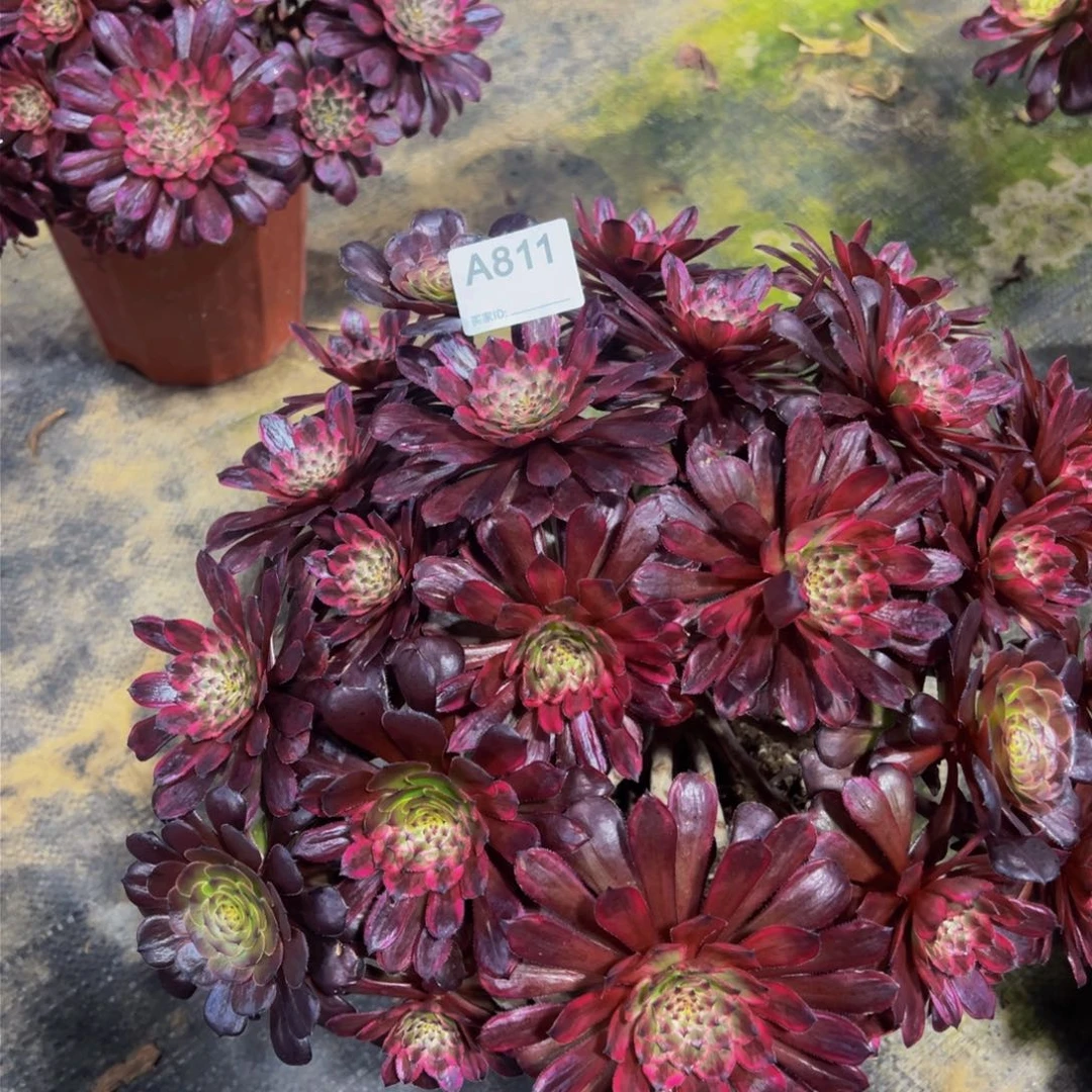 紫霞多肉植物811