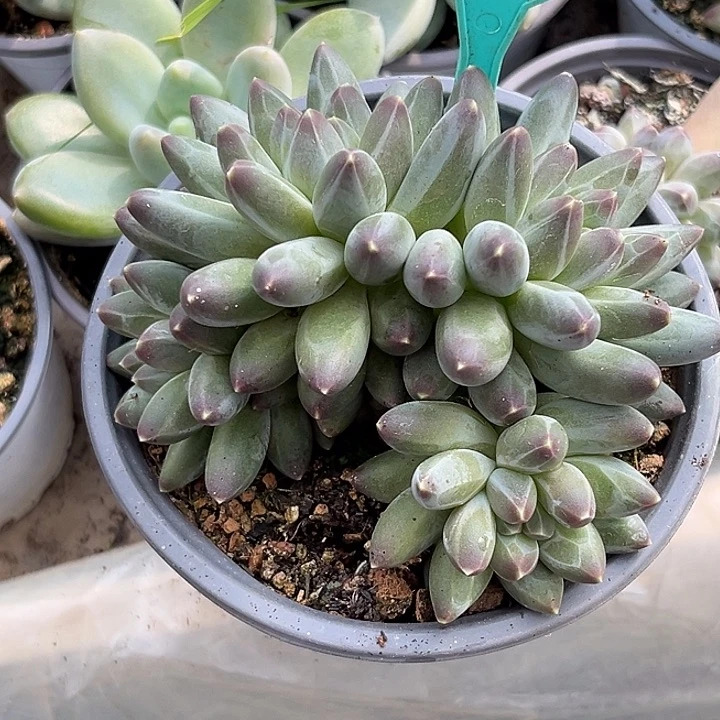 伊卡鲁斯一物一拍404