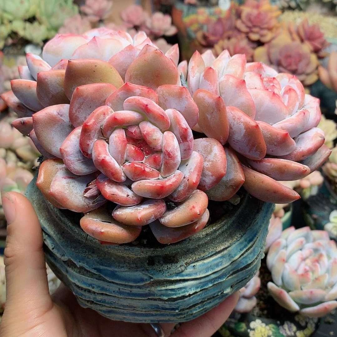 【闪购商品】七*o七宝补差