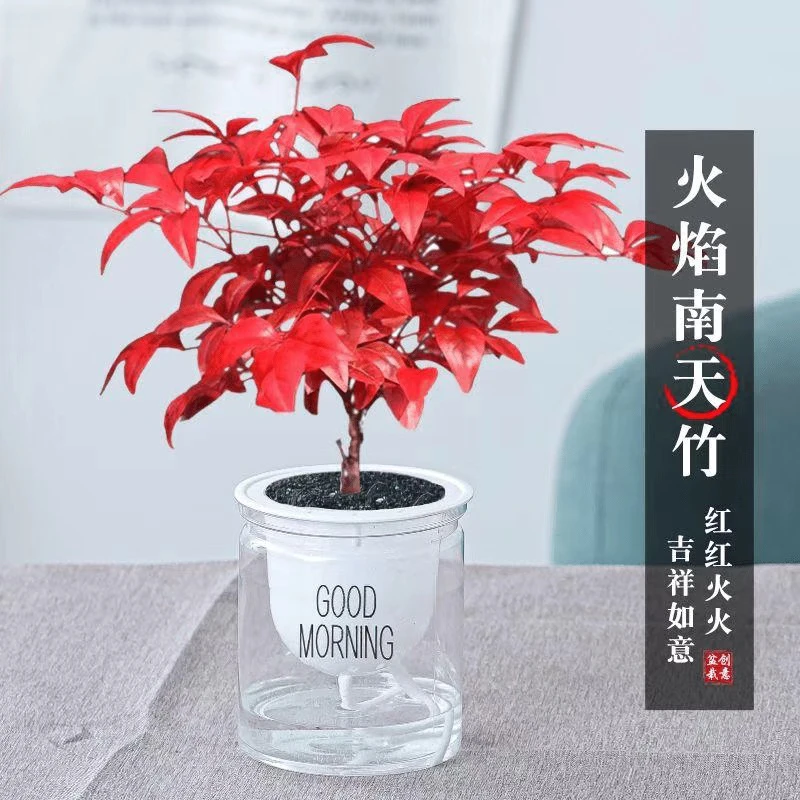 火焰南天竹矮化盆栽苗红叶耐寒植物小型趣味易活观叶微型桌面盆景