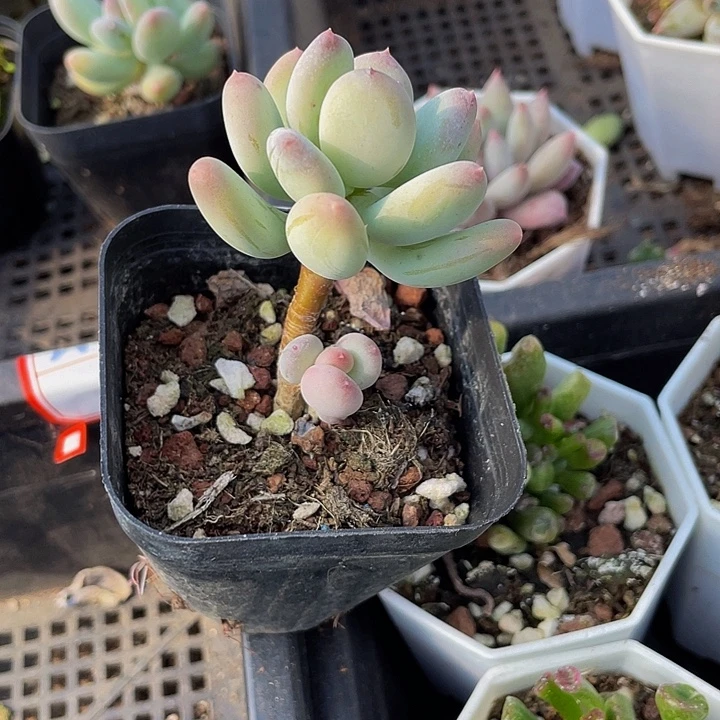 苹果奶带盆土发货
