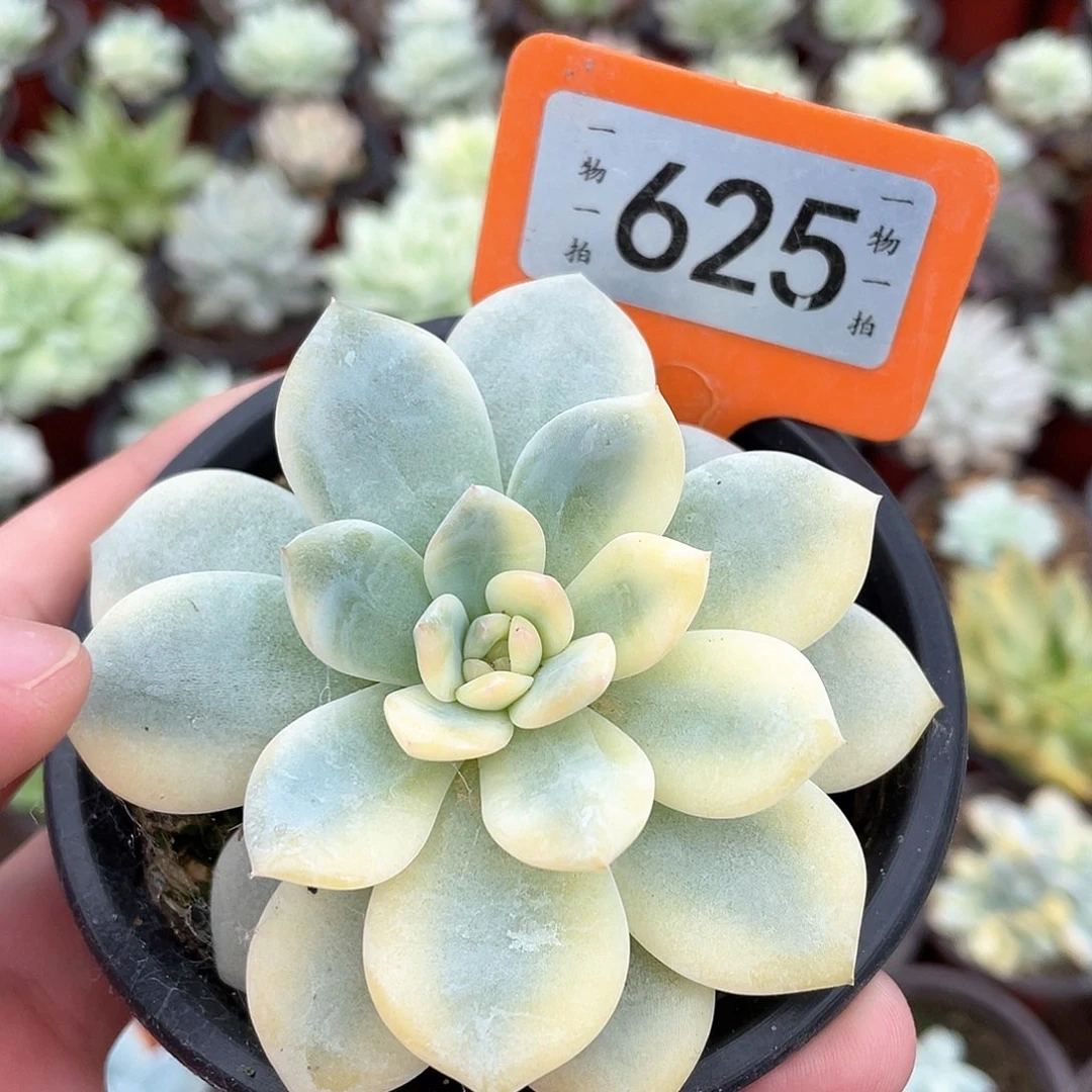 白****625号多肉植物盆栽