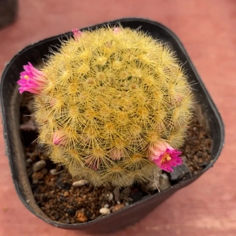 黄刺嘉文丸4仙人球