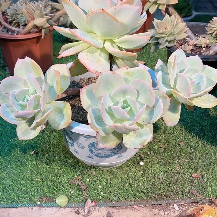 半**光4头白凤多肉盆栽在直播台上