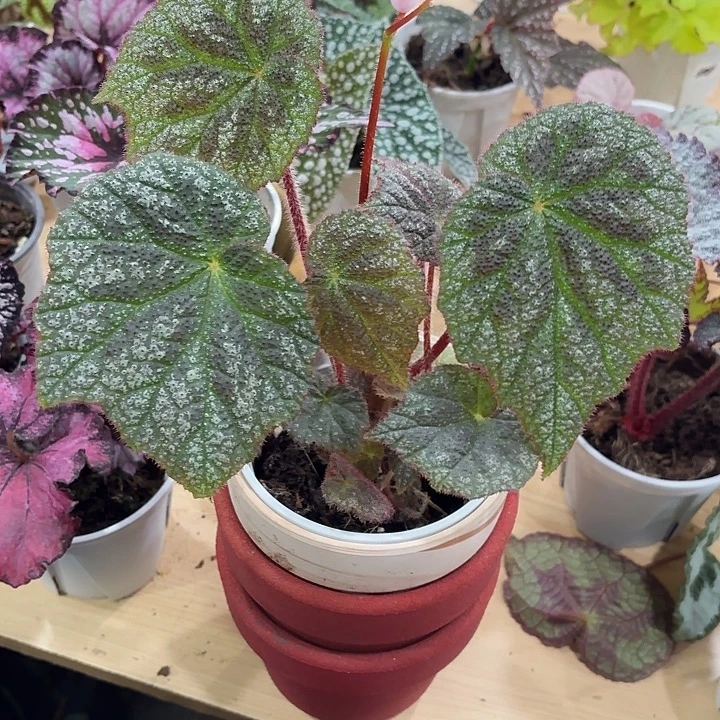 完全开放麋鹿秋海棠