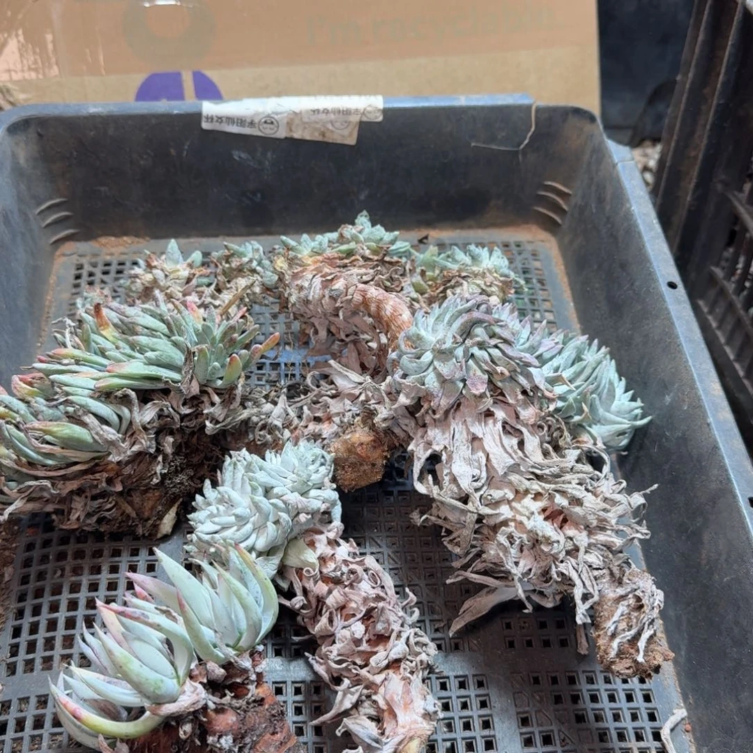 2013瑕疵框拍不售后