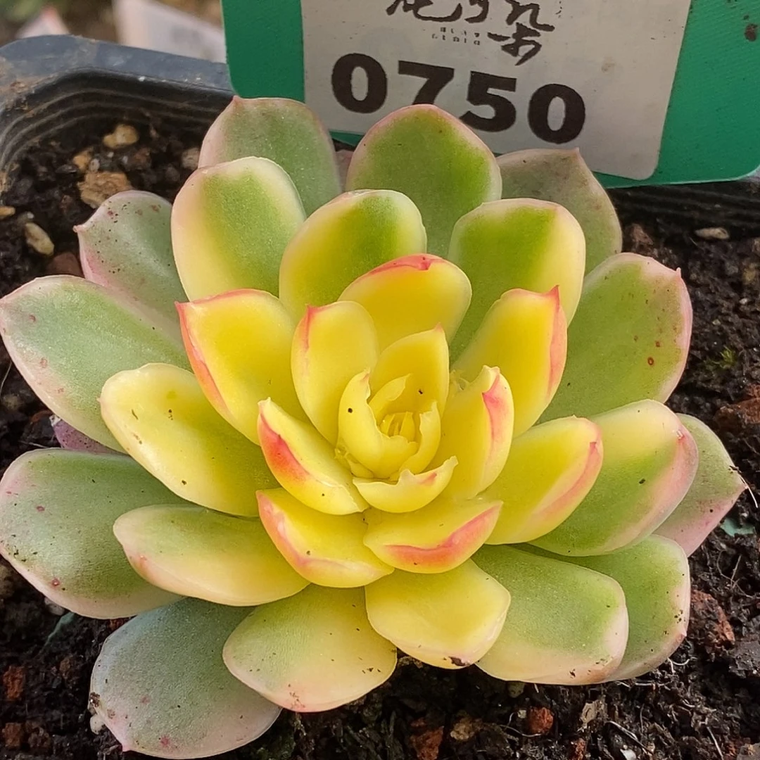 750冰琉璃哈哈哈哈哈