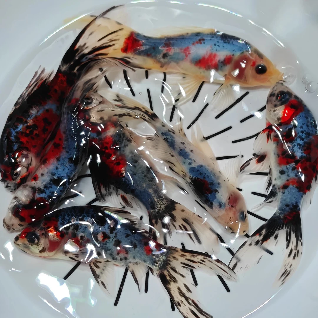 【水墨鹦鹉】广温可活5-7公分11尾 颜色随机混搭