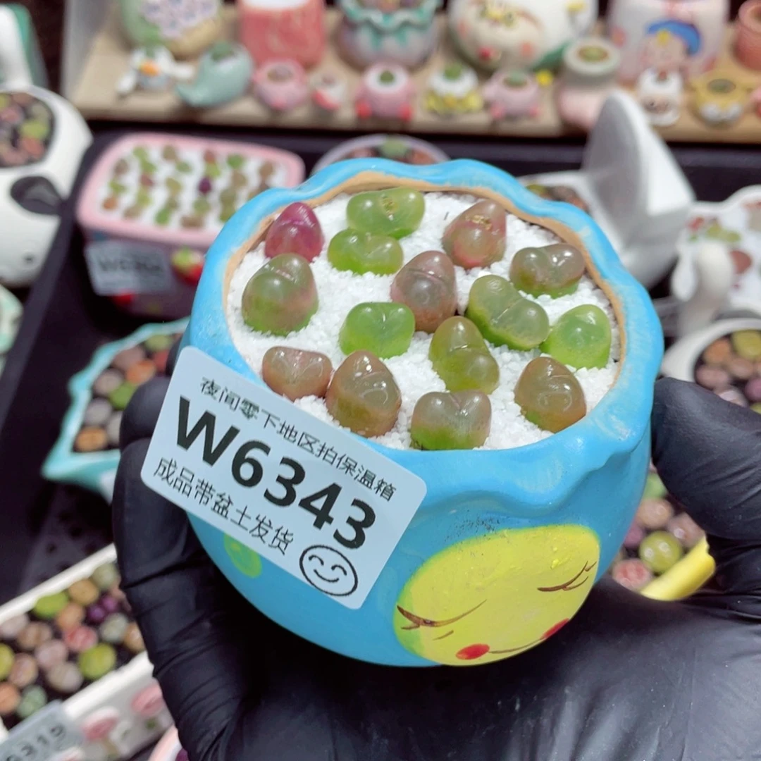 夜间零下地区拍保温箱w6343