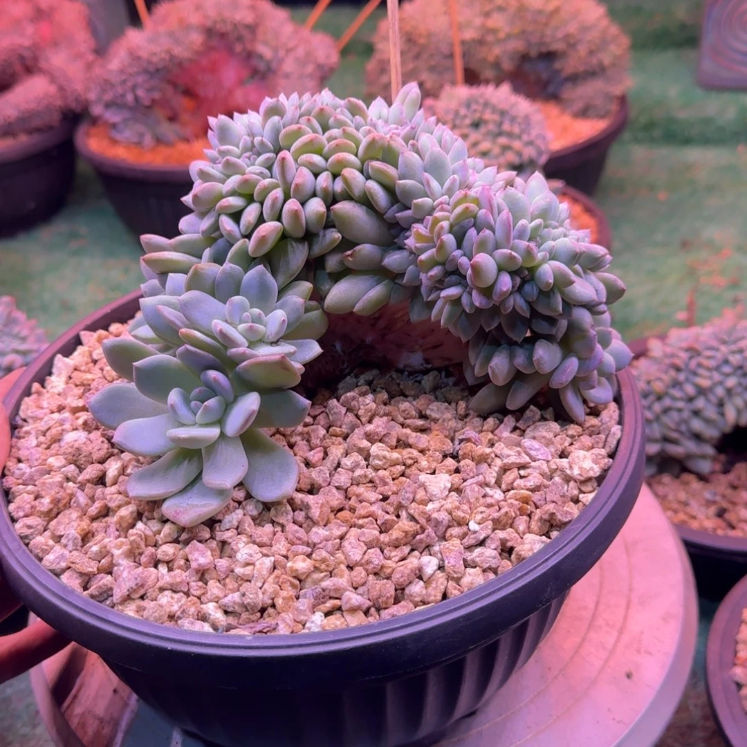 星影树缀无砍多肉