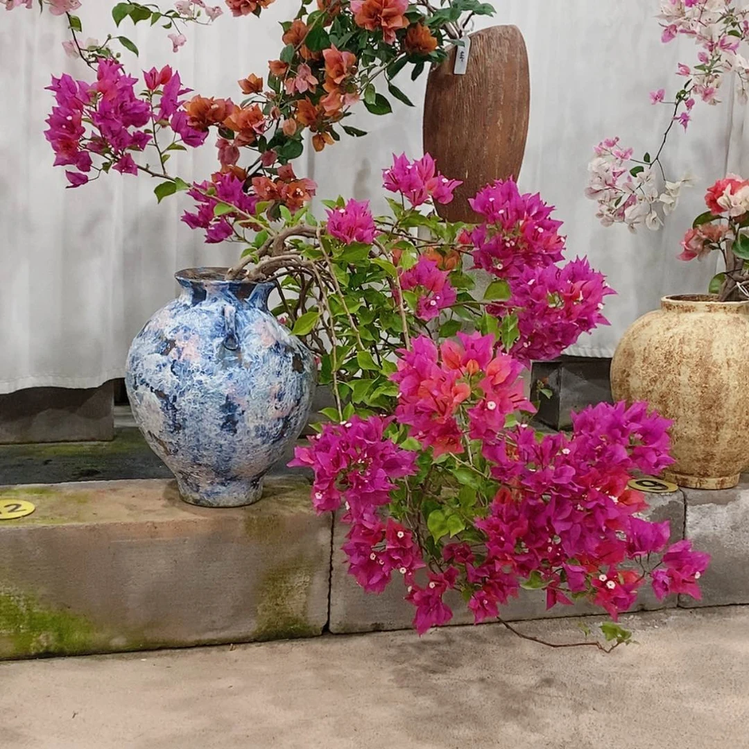 【闪购商品】完全开放小****0印度橙粉