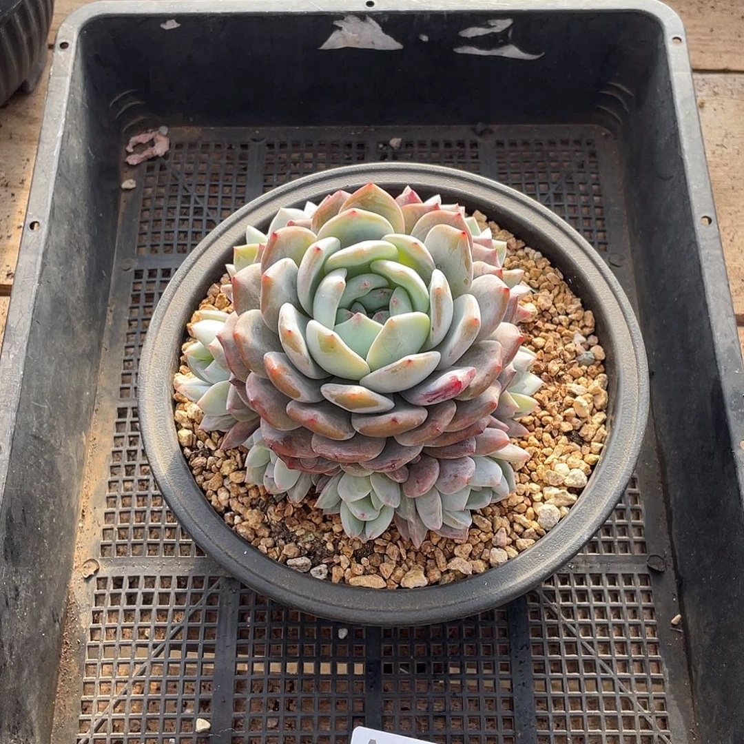 477多肉植物多肉植物